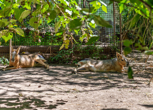 Two Patagonian maras resting in the shade of green foliage in an enclosure