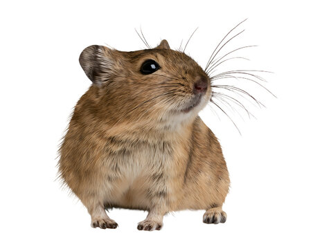 Small brown wild mouse gerbil rodent isolated on transparent or white background, png