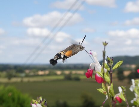 Hummingbird hawkmoth feeding on salvia hot lips on a hot summers day in Herefordshire