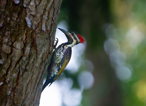 Black-rumped Flameback Woodpecker Perched on Tree Trunk