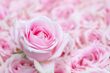 Obraz premium ピンクの薔薇の花