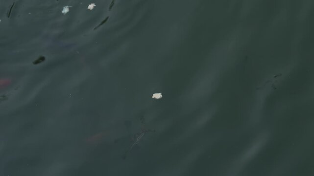 Several bright orange koi fish or goldfish swim under the dark surface of fresh water near some floating bread crumbs.