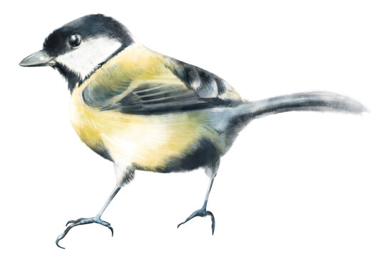 Watercolor hand drawn great tit isolated on white background. Delicate bird illustration for garden, woodland, country, vintage, cottage core design. Realistic detailed style