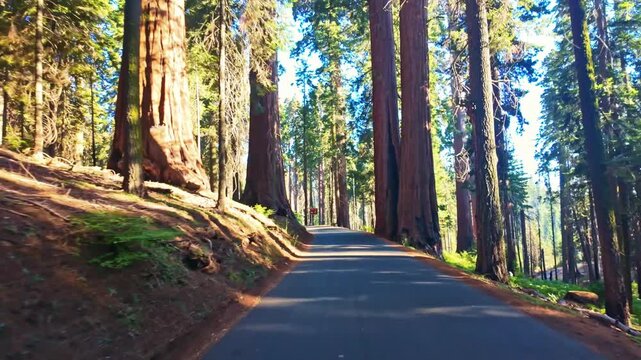 Golden sunrise light glows as a car drives through giant sequoias along the road in Sequoia