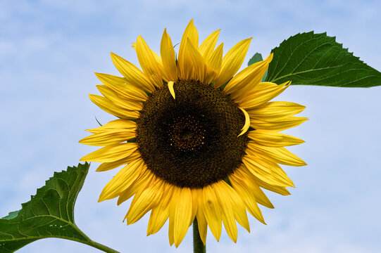 Bright yellow sunflower head facing camera against clear blue sky, vivid petals, dark brown central disk, green stem, sunlit texture, natural contrast, cheerful summer garden bloom