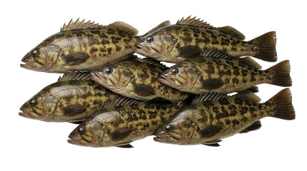 Fototapeta premium A group of seven kelp bass fish with mottled patterns presented on transparent background rockfish sea