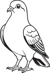 Fototapeta premium Pigeon bird vector line art illustration isolated on white background