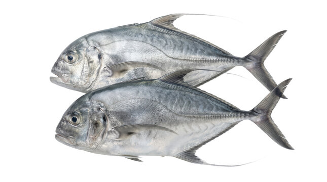 Two fresh african pompano fish displayed side by side on transparent background marine life seafood ocean