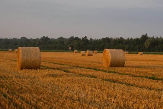 Round straw bales in harvested wheat field at sunrise