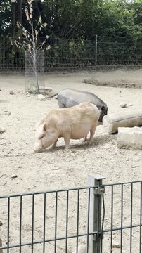 Pot-bellied pigs walking in an open enclosure at Tierpark Fauna zoo in Solingen, Germany