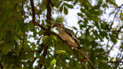Northern red-billed hornbill (Tockus erythrorhynchus) © Joannes