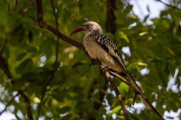 Northern red-billed hornbill (Tockus erythrorhynchus) © Joannes