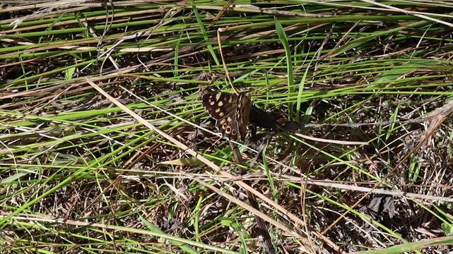 short clip of Pararge aegeria the speckled wood butterfly sitting on the soil