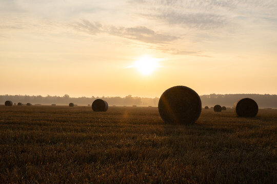 Golden sunrise over harvested wheat field with round hay bales