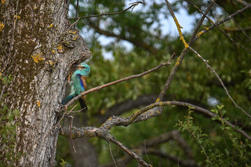 Fototapeta premium European roller, Coracias garrulus, bird, side view, profile, nesting cavity, tree hollow, nest entrance, feeding chicks, bringing food, prey, parental care, colorful bird, turquoise, forest, woodland
