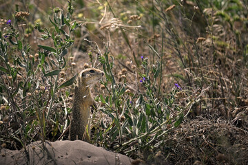 Side profile portrait of a cute European ground squirrel in grass with purple flowers © Botond