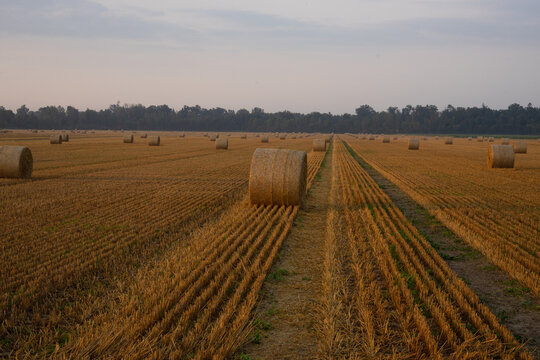 Round straw bales in harvested wheat field at sunrise