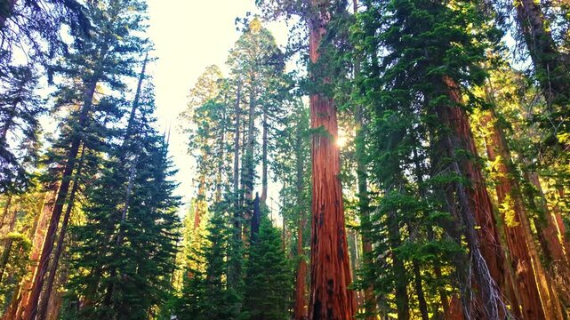 Morning sunlight glows through towering giant sequoias along the Congress Trail in Sequoia