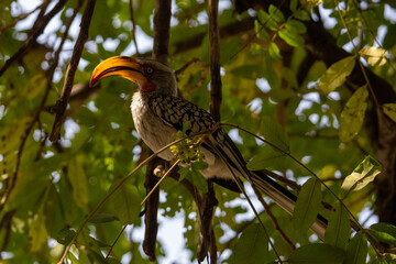 Southern yellow-billed hornbill (Tockus leucomelas) © Joannes