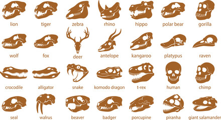Set of brown silhouette featuring animal skulls including lion, tiger, zebra, rhino, hippo, polar bear, gorilla, wolf, fox, deer, and human © Graphic Seller