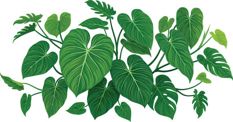Tropical monstera and philodendron foliage leaves vector illustration isolated on white background for botanical graphic design © MdAshik