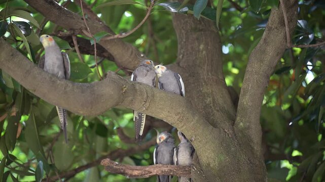 4K video of small birds, such as cockatiels, resting in the shade of a tree