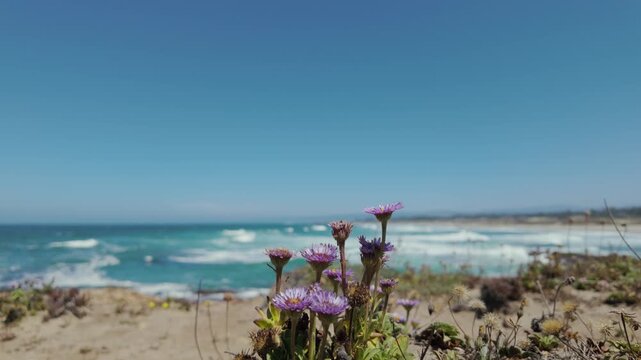 Purple seaside fleabane wildflowers blooming on sunny California coast
