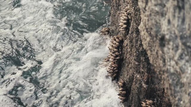 Ocean waves crashing over barnacles clinging to rocky shoreline
