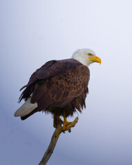 Fototapeta premium Bald Eagle - Sentinal of the Skies