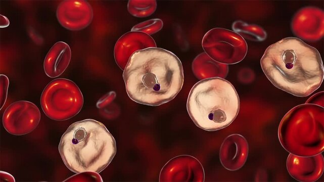 Plasmodium vivax ring stage, 3D animation of early intraerythrocytic malaria form with delicate ring-shaped trophozoite and central vacuole inside enlarged red blood cell.
