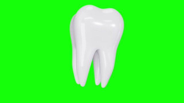 3D animated clean white shiny molar tooth rotating on its axis. Realistic dental care, stomatology, oral hygiene, and dentistry 3D render seamless loop video overlay isolated on a green background