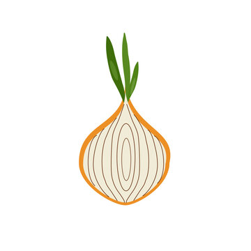 half a fresh onion vector illustration isolated on transparent background.