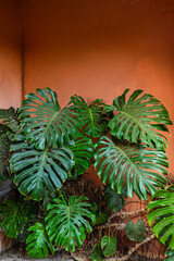 Vibrant green monstera leaves growing indoors, creating a bold contrast with a textured orange and white wall background. © petrrgoskov