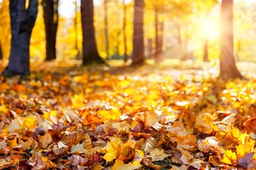 Bright autumn foliage covering forest ground in warm sunlight © preto_perola