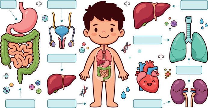 Cute Human Anatomy Worksheet Vector Set for Kids with Internal Organs Boy Character Heart Lungs Stomach Liver Kidneys and Blank Labels for Education