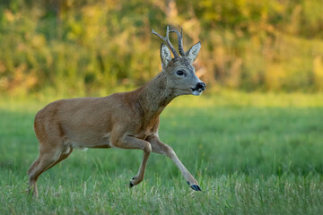 European roe deer buck (Capreolus capreolus) running dynamically across a green meadow during golden hour at sunset. Side profile portrait of roebuck trotting with raised hoof in warm evening sunlight © WojtekWildlife