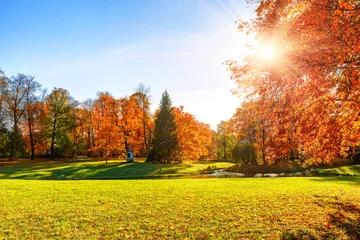 Beautiful autumn landscape featuring vibrant golden and orange trees in a sunny public park under a clear blue sky with sunburst. © preto_perola