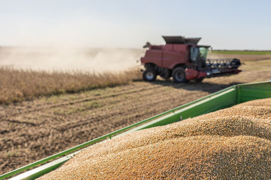 Soybean field ready for harvest in autumn countryside