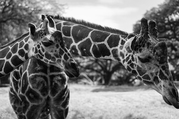 Close-Up of Two Giraffes in Hawaii January 2026 © Tiffany N. Hardy
