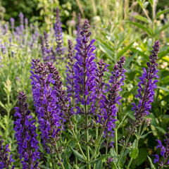 Obraz premium Close up of blooming purple lavender flowers in field.