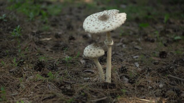 Camera Moving Forward Toward Two White Parasol Mushrooms Among Forest Undergrowth, Close Up