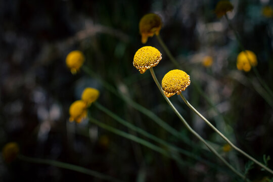 Cota Tinctoria flower in late summer bloom