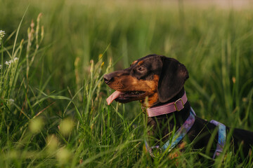 Side view profile portrait of a black and tan dachshund dog in tall green grass © sushytska