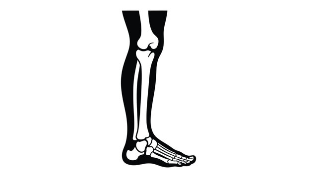 Human lower leg and foot skeletal anatomy illustration showing tibia, fibula, ankle, and foot bones including tarsals, metatarsals, and phalanges isolated on white background for medical concepts