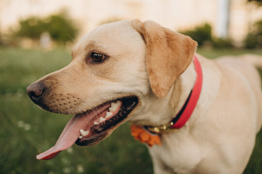 Close up portrait of a yellow labrador retriever sitting on a green grass field
