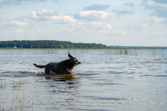Black dog shakes water from its fur while wading in a lake