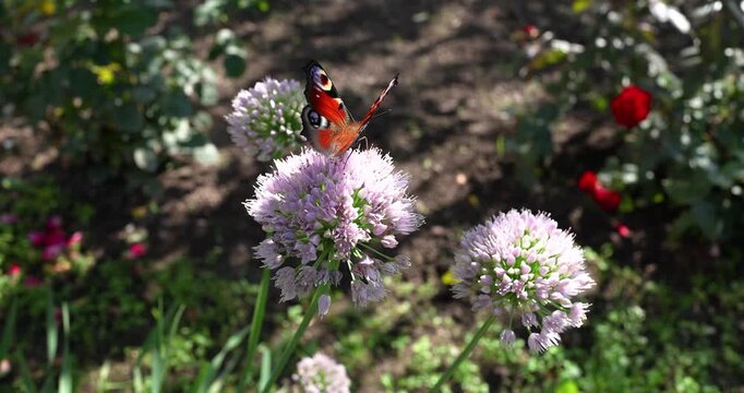 Blooming purple chives flower inside green herb garden closeup. Fresh organic allium schoenoprasum plant with peacock butterfly sitting on blossom. Culinary spicy herbs cultivation in backyard farm.