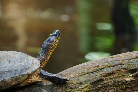 Freshwater turtle resting on log in costa rica