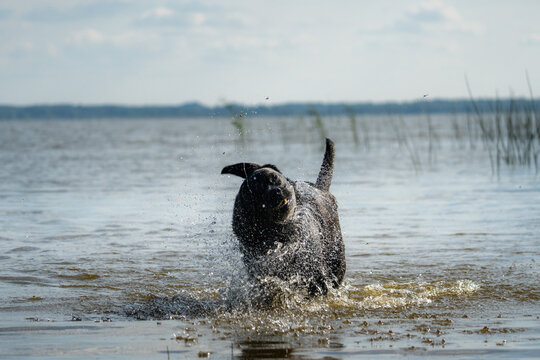 Black Labrador shakes off water while horseflies swarm around it in a lake