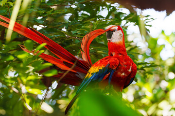 Scarlet macaw (Ara macao) preening in a vibrant costa rica rainforest © Jordan